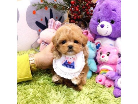Kalitesi̇ Tartışılmaz Düzeydeki̇ Toy Poodle Bebekler