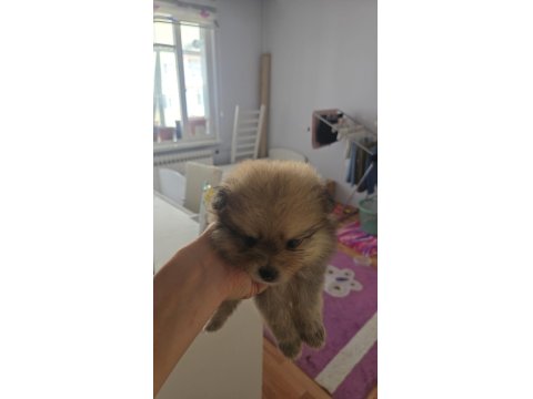 Pomeranian Bu Kadar Uyguna İmkansız