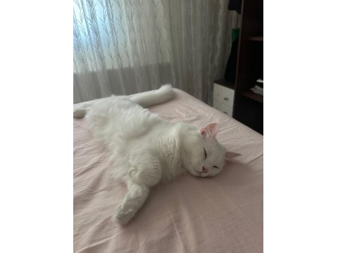 Kedimizi Ücretsiz Sahiplendiriyoruz