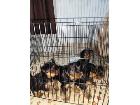 3 Mart Doğumlu Yorkie Yavrularımız Yuvasını Arıyor