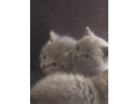 British Shorthair 3 Yavrumuza Yeni Yuva Arıyoruz
