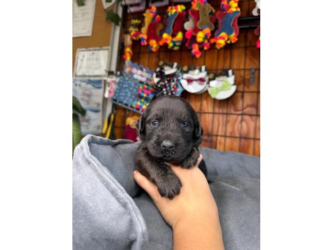 Labrador Sevgisi Burada Başlıyor!