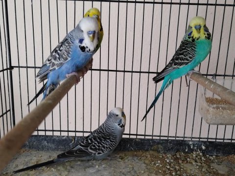 10 Tane Kırma Muhabbet Kuşu