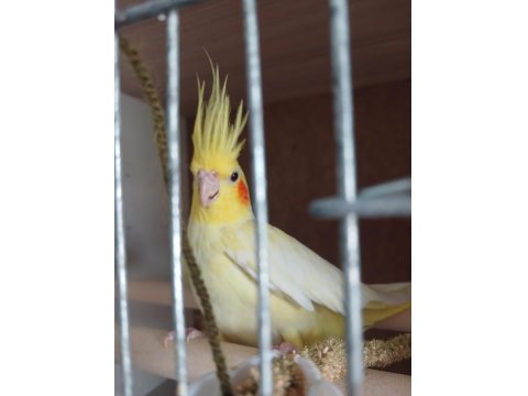 Satılık Sultan Papağanı İster Tek İster Çift