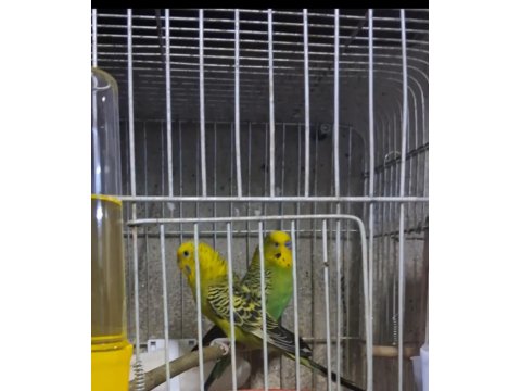 Renk Güzeli Takım Muhabbet Kuşlar