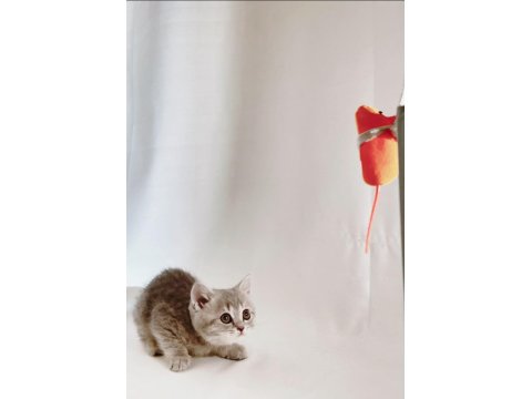 Sessiz Ve Tatlı: Sevgi Dolu Gri British Shorthair