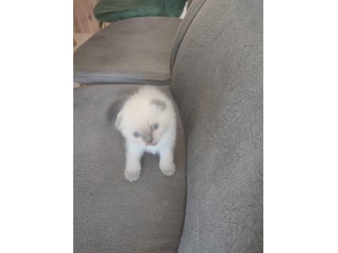 Yeni Yuvalarına Hazır Kediler