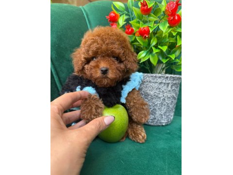 Özel Üretim Toy Poodle Yavrular