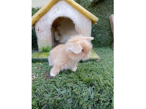 Hollanda Teddy Lop Tavşan Yavrularımız