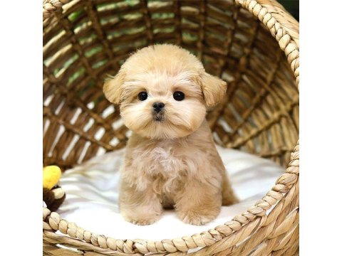 Super Star Toy Poodle Yavrularım