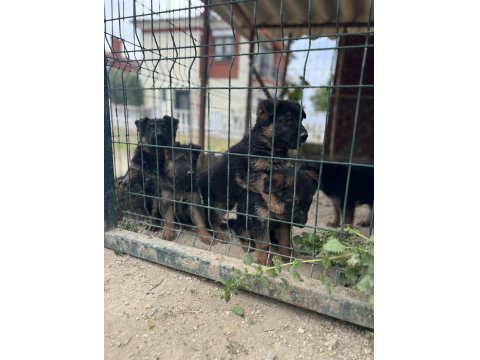 Alman Kurdu Yavru Köpekler