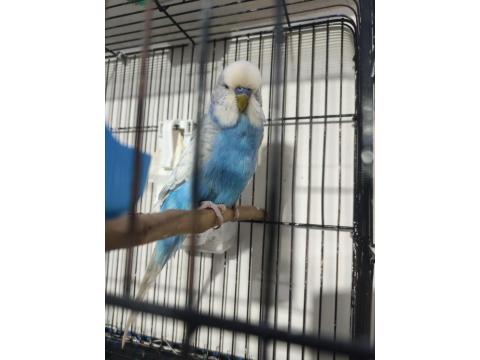 Jumbo Erkek Muhabbet Kuşu