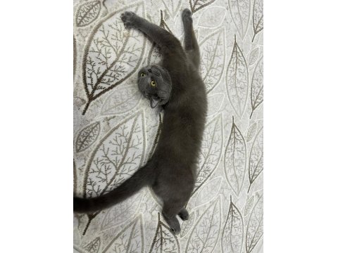 1 Yaşında Eğitimli British Shorthair