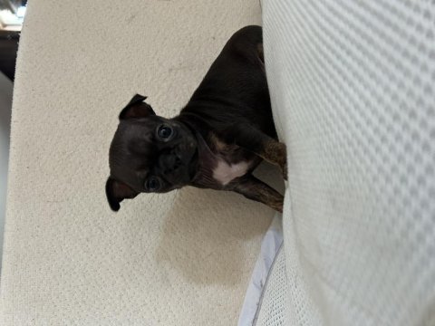 Ev Ortamından Son Elma Kafa Küt Burun Bebek Şivava