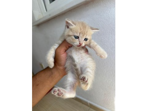 Tatlı Golden British Shorthair Yavrular