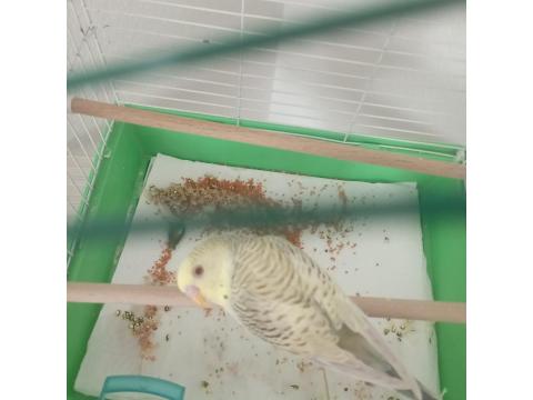 6 Aylık Erkek Muhabbet Kuşu