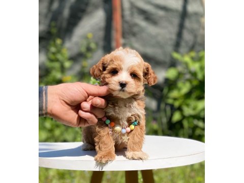 Maltipoo Dişi Köpeğimiz