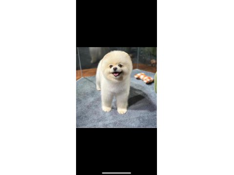 Pomeranian Boo Dişi