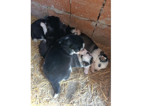 Sibirya Kurdu Yavrularım Mevcuttur