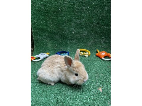 Tatlı Tavşan Yavruları İstanbul