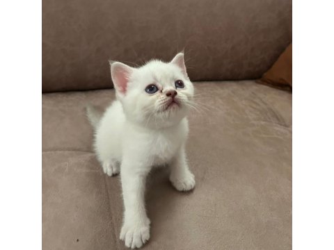 British Shorthair Bebeklerimiz Yeni Yuvalarını Arıyor
