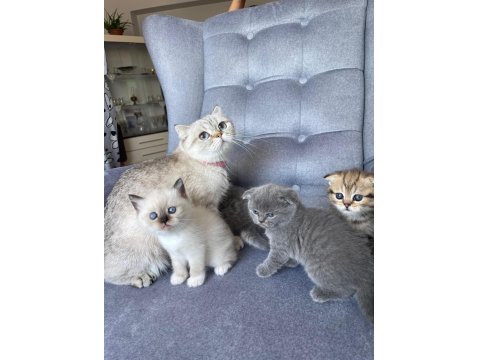 Blue Point Dişi Yavru British Shorthair