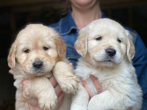 Safkan Golden Retriever Bebekler