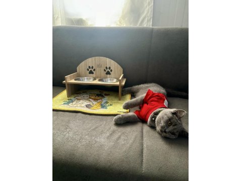 British Shorthair 1.5 Yaşında Dişi