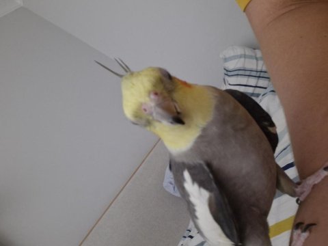 Sultan Papağanı Takım