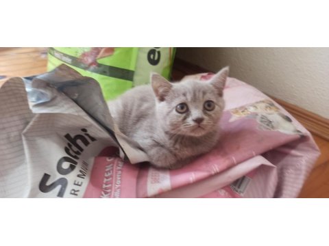 Safkan British Lilac Yavrular