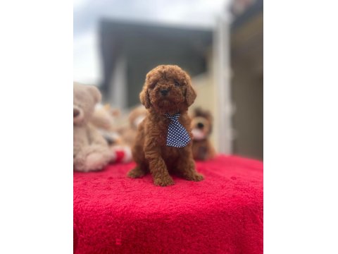 Safkan Irk Ve Sağlık Garantili Toy Poodle