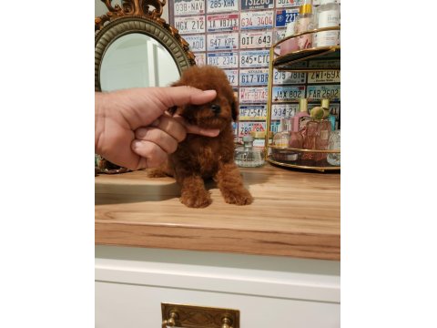 İzmir'in En Güzel Bebekleri Poodle