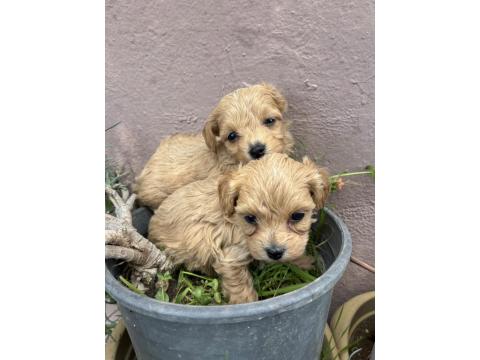 2 Aylık Poodle Yavrular İzmir