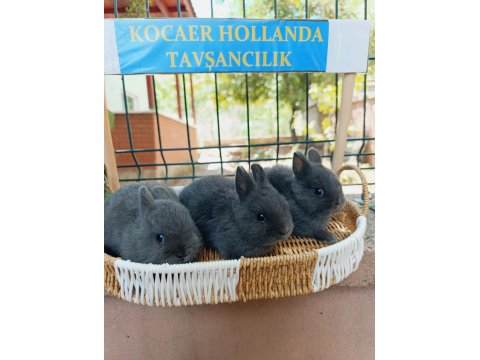 Hollanda Cüce Safkan Bir Aylık Tavşan Yavruları