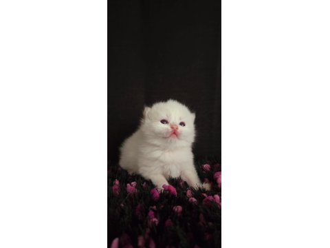 British Bebekler Üst Kalite Şampiyon Aile