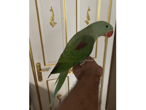 3 Aylık Full Evcil Jumbo Alexander