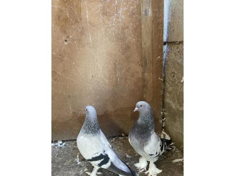 Takım Sarı Göz Mardin Güvercin