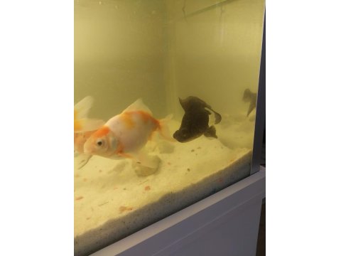 Balıklar Ve Akvaryum