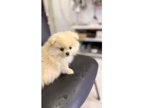 Pomeranian Erkek Aslan