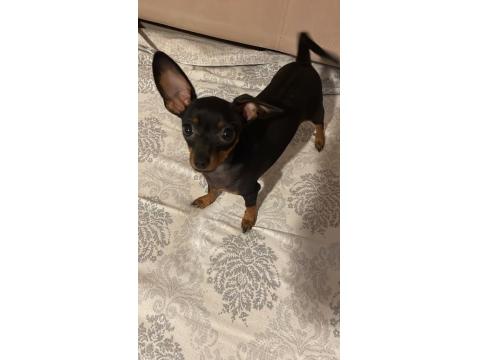 0 Numara Minyatür Pinscher Yavrular