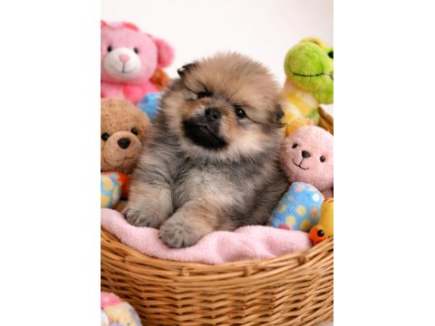 Pomeranian Oğlum Çok Uygun