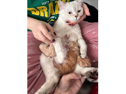 British Shorthair Cream Tabby