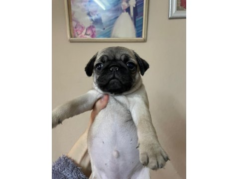 Pug Yavru Köpek