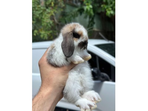 Hollanda Cüce Ve Mini Lop Tavşanı Yavrular Her Yere Gönderim