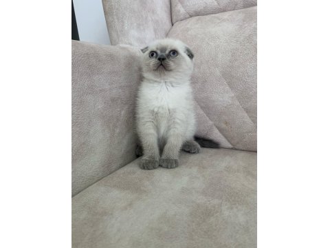 Ayı Surat Top Kafa Sıfır Kulak Scottish Fold Erkek Bebiş