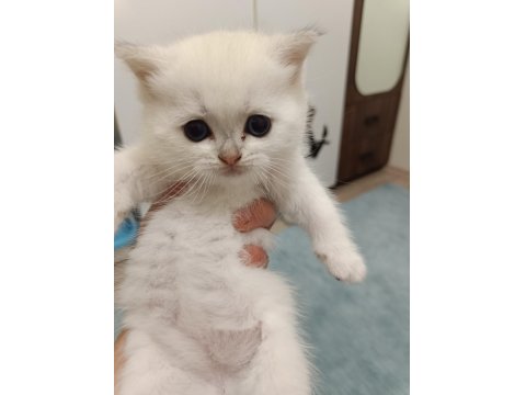 Scottish Fold Ve Scottish Straight Yavrularım