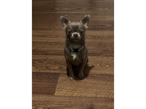 Teacup Lilac Erkek Şivava