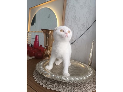 Kar Beyaz Scottish Fold Yavrularımız