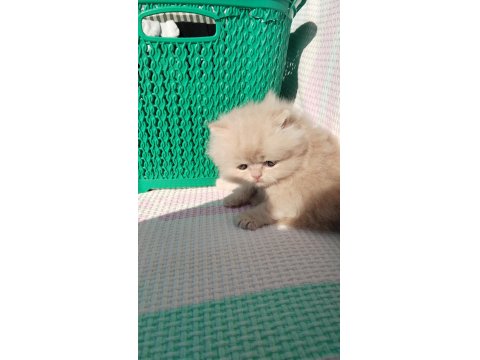 İran Chinchilla Karışımı