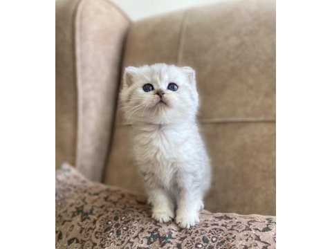 Şecereli Soy Irk Garantili British Shorthair Silver Bebeğimiz.